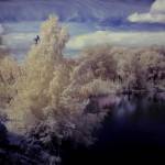 IR Инфракрасная фотография Новосибирска - Лесное озеро